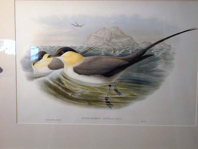 Fine 19th Century Hand Colored Lithograph of Shore Birds By Gould and Richter in a Shellwork Frame — image 2
