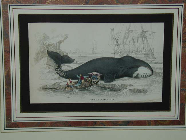 Fine Pair of Whaling Prints Published in 1837 — image 2