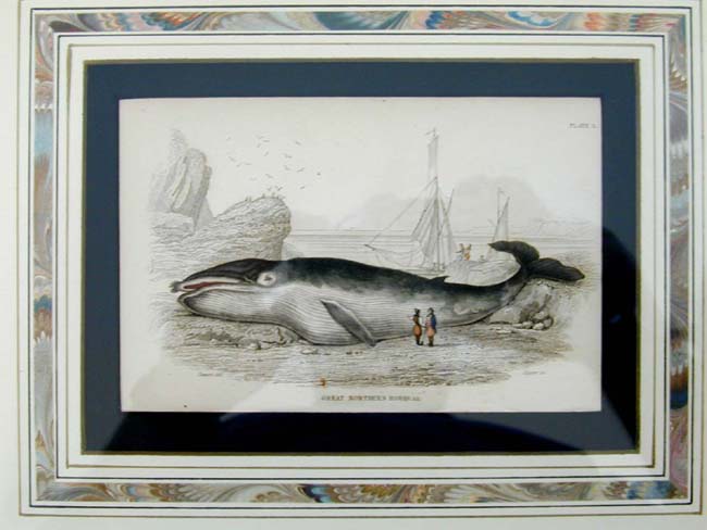 A Fine set of Four Original Hand Colored Engravings of Whaling Published by W. Lizars in 1837 — image 2