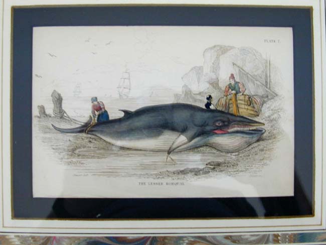 A Fine set of Four Original Hand Colored Engravings of Whaling Published by W. Lizars in 1837 — image 3